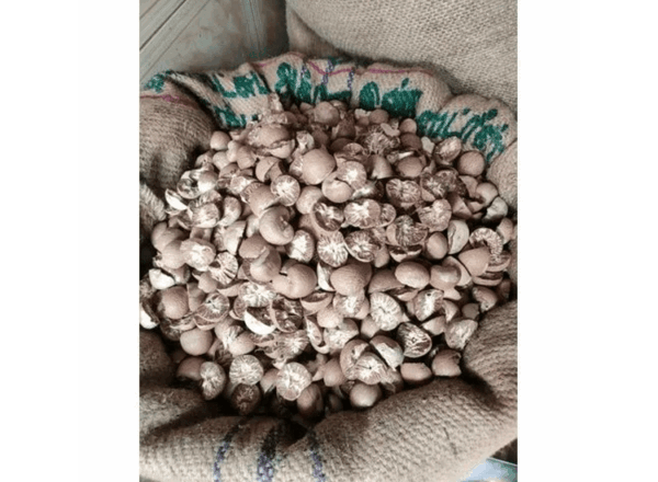 Betel nut - Image 2