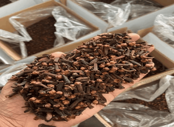 Clove - Image 3