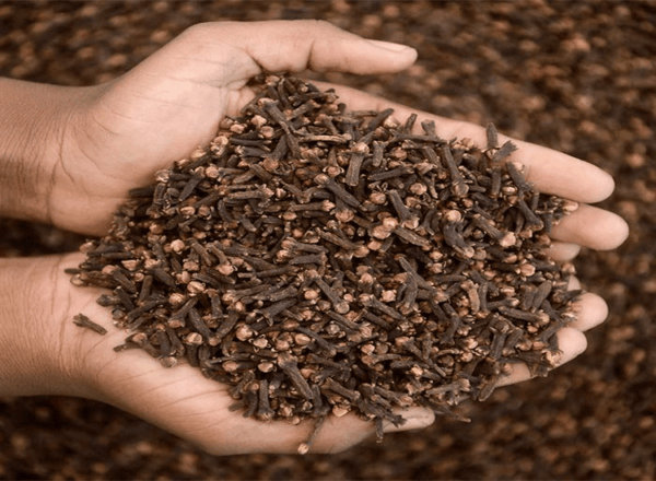 Clove - Image 2