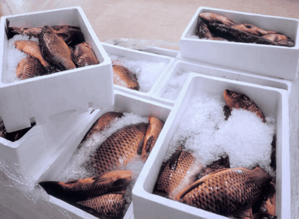 Fish - Image 3