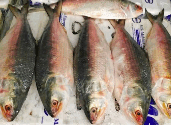 Fish - Image 2