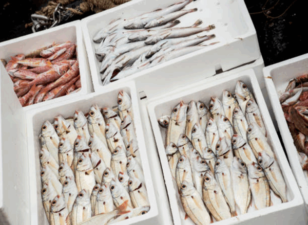 Fish - Image 4