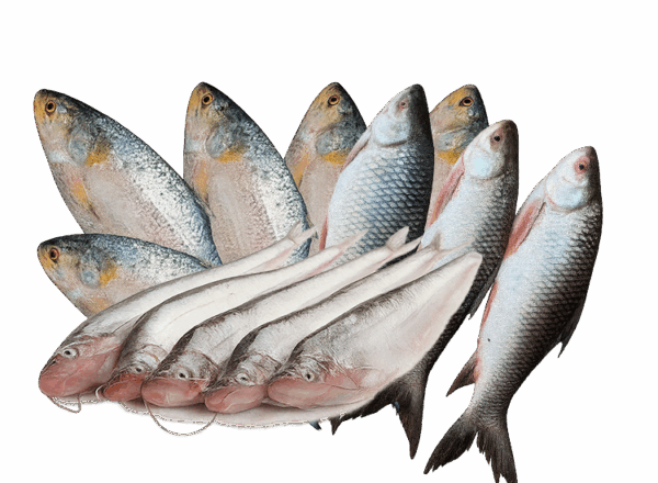 Fish