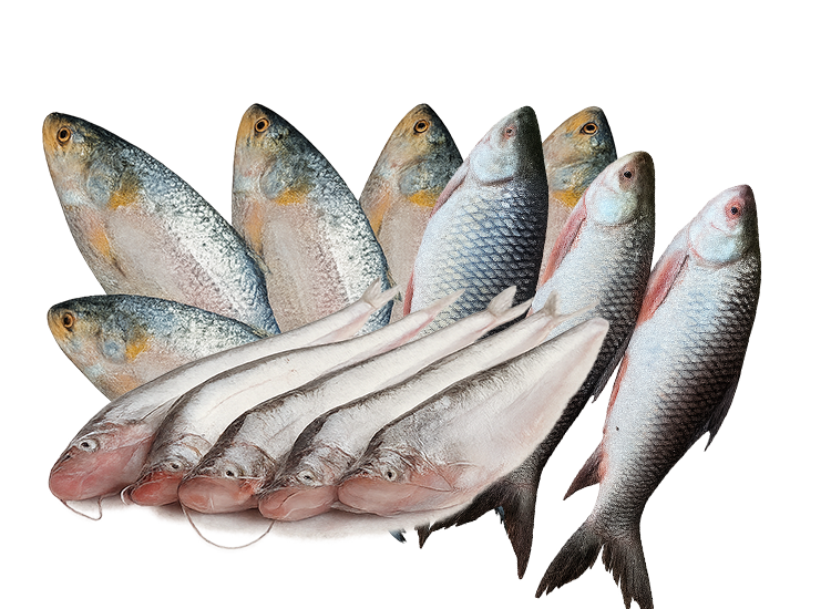 Fish all