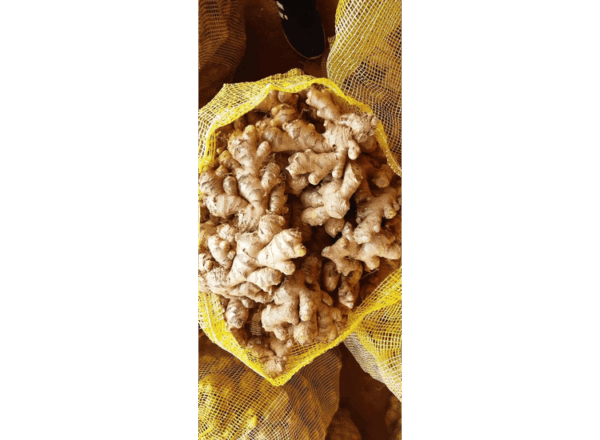 Ginger - Image 3