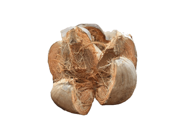 Coconut Husk
