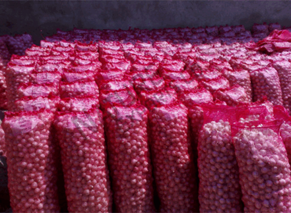 Onion - Image 2