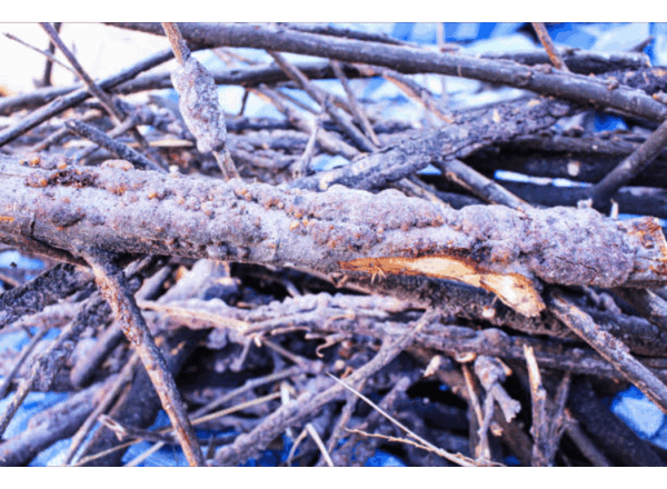 Stick lac - Image 3