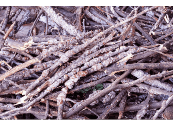 Stick lac - Image 2