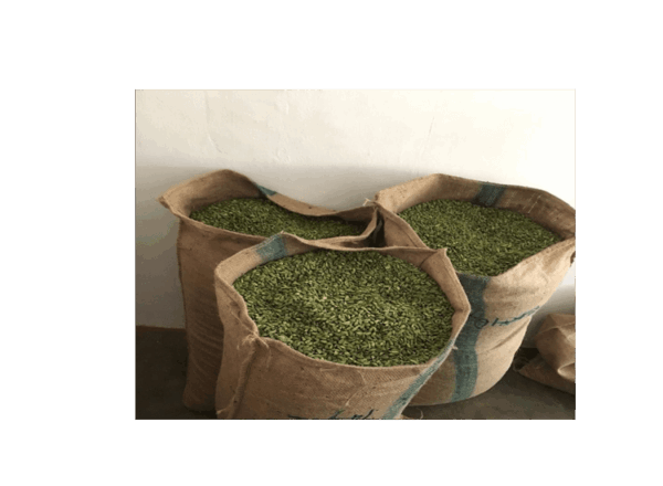 Cardamom - Image 2