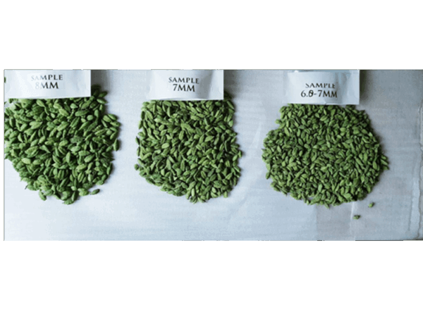 Cardamom - Image 4
